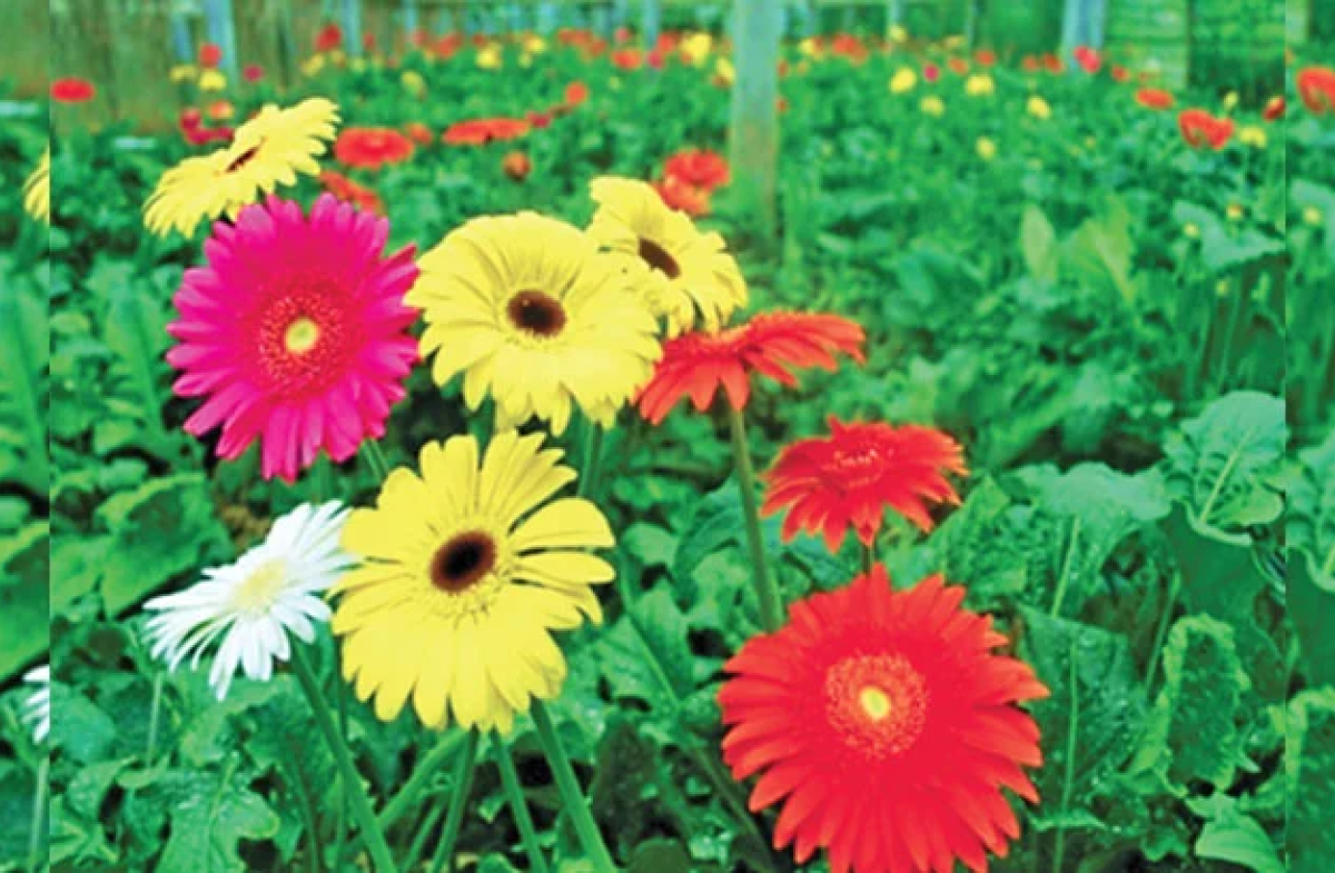 Commercial Flower Farming Transforms Lives in Rajshahi By Md Aynal Haque