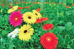 Commercial Flower Farming Transforms Lives in Rajshahi By Md Aynal Haque