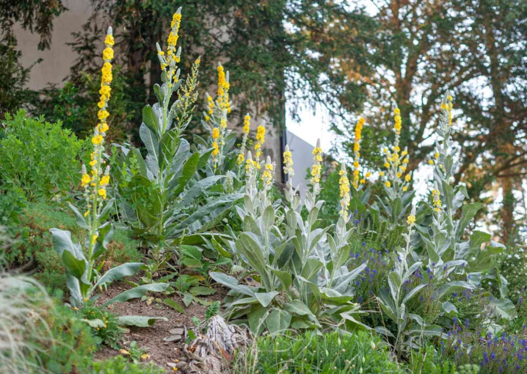 The Benefits of Mullein Leaf Extract: A Natural Remedy for Respiratory and Overall Health 2 Mullein Leaf 1740052646 The Benefits of Mullein Leaf Extract: A Natural Remedy for Respiratory and Overall Health