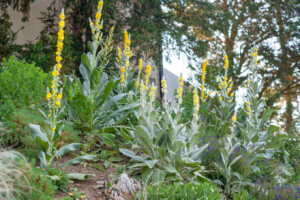 The Benefits of Mullein Leaf Extract: A Natural Remedy for Respiratory and Overall Health