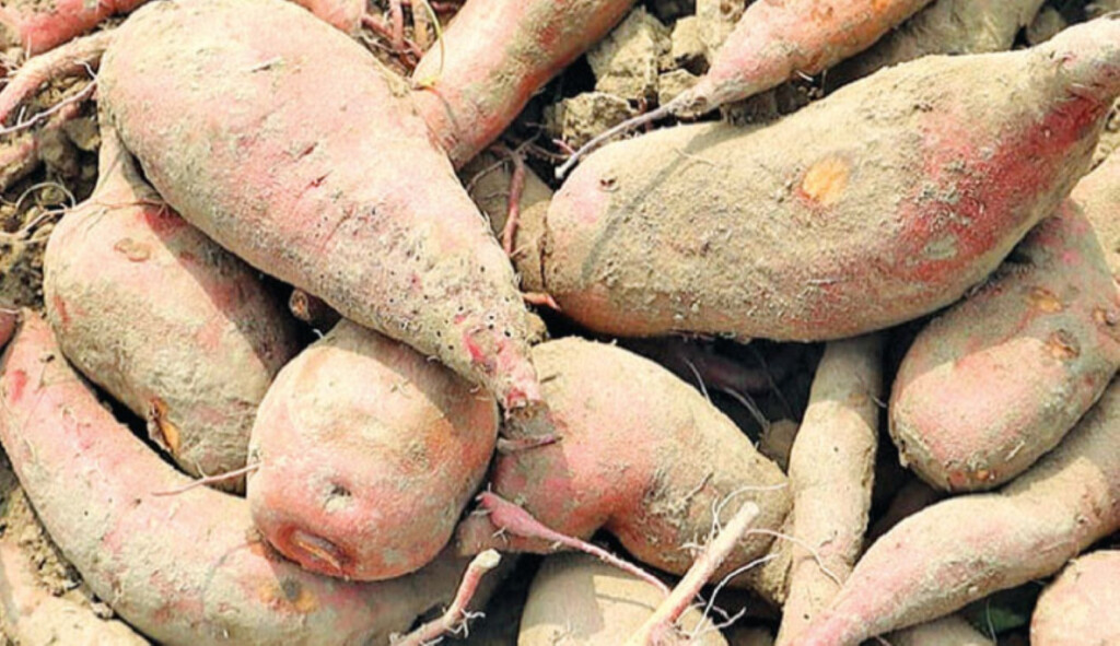 New High Yielding Bau Sweet Potato 5 Shows Great Potential BAU Researchers 1740423849 New High-Yielding 'Bau Sweet Potato-5' Shows Great Potential: BAU Researchers