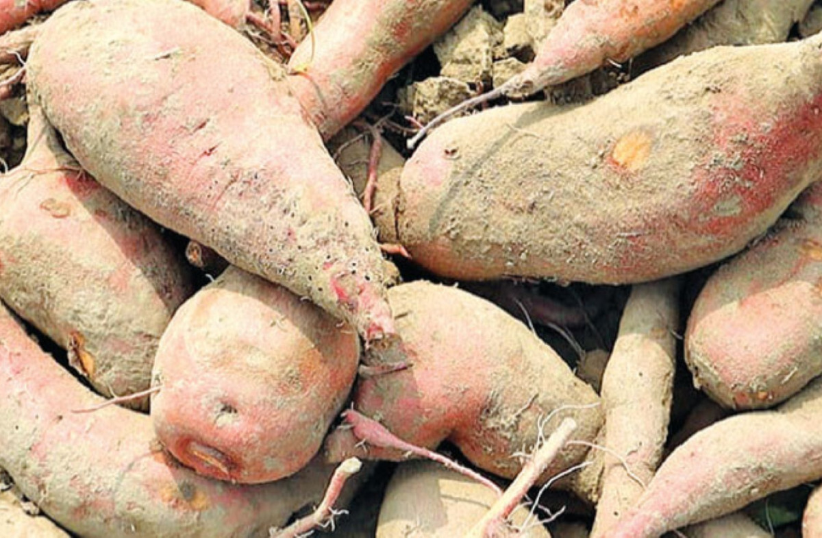 New High-Yielding ‘Bau Sweet Potato-5’ Shows Great Potential: BAU Researchers
