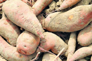 New High-Yielding ‘Bau Sweet Potato-5’ Shows Great Potential: BAU Researchers