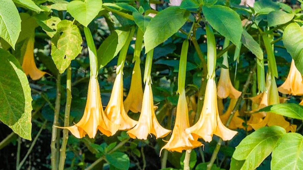 Brugmansia plant with yellow trumpet-shaped flowers, a source of the powerful and potentially dangerous scopolamine drug.