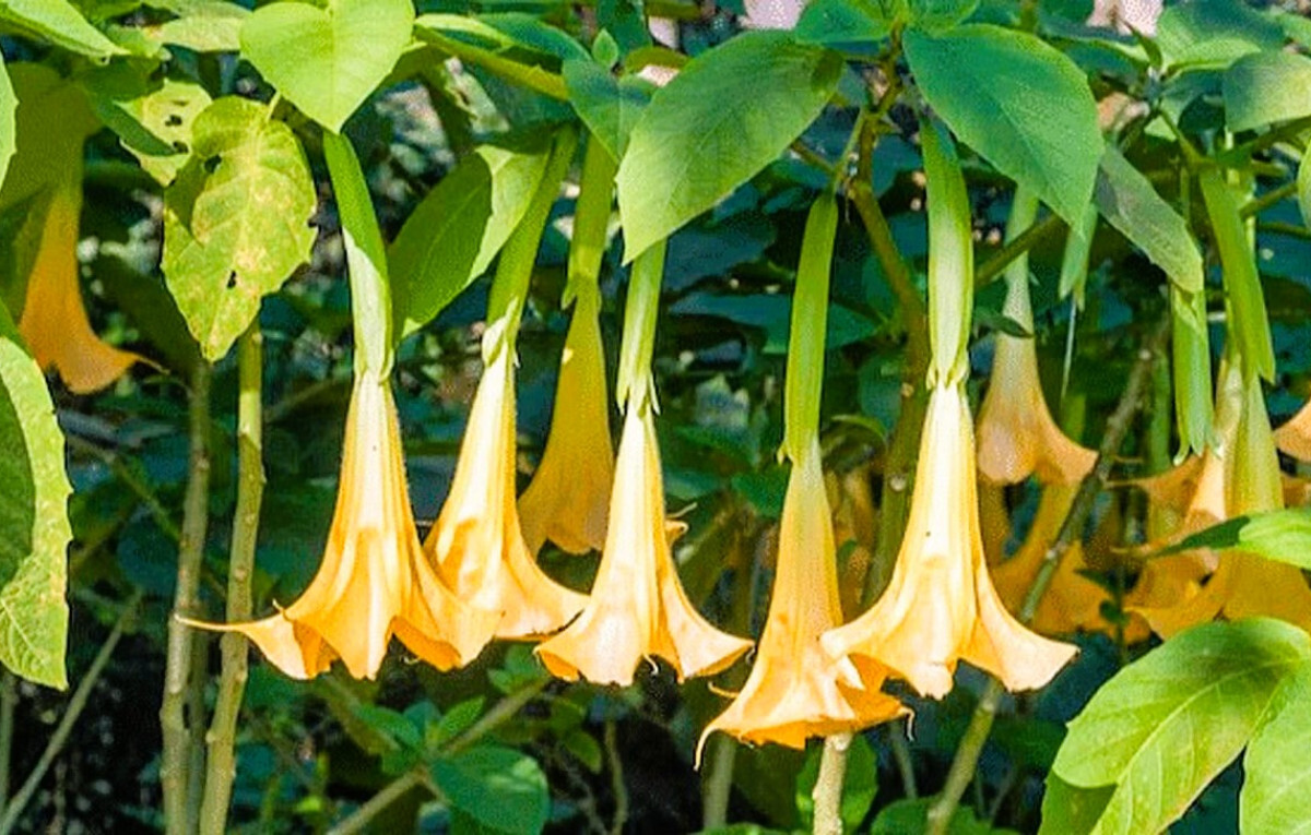 Brugmansia plant with yellow trumpet-shaped flowers, a source of the powerful and potentially dangerous scopolamine drug.