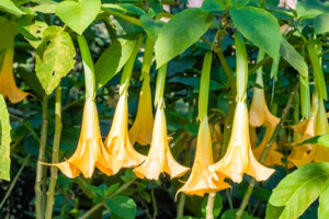 Brugmansia plant with yellow trumpet-shaped flowers, a source of the powerful and potentially dangerous scopolamine drug.