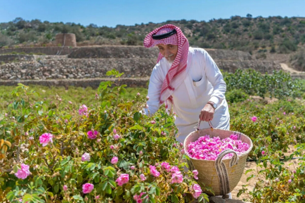 Saudi Arabia Promotes Taif as the Jewel of the 'Umrah Plus' Experience - By Tanzim Anwar