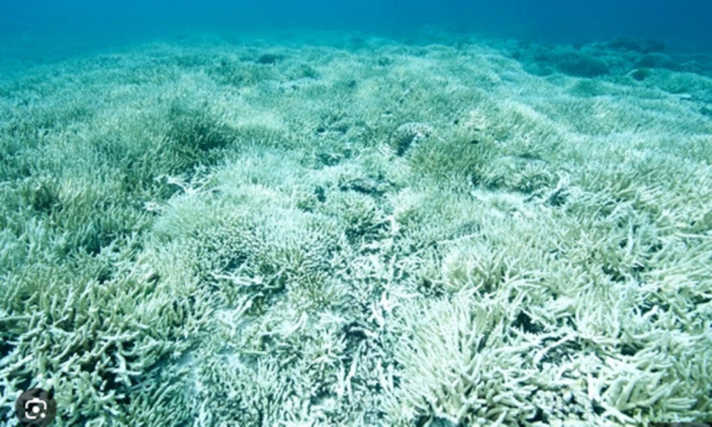 'Shocking' Mass Bleaching Devastates Australian Reef