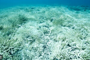 'Shocking' Mass Bleaching Devastates Australian Reef