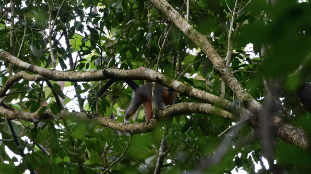 The Urgent Battle to Protect the Amazon’s Endangered Groves' Titi Monkeys