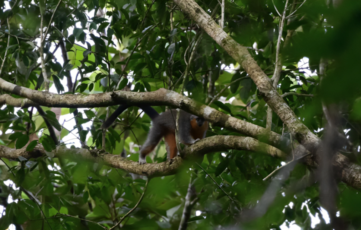 The Urgent Battle to Protect the Amazon’s Endangered Groves' Titi Monkeys