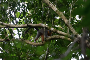 The Urgent Battle to Protect the Amazon’s Endangered Groves' Titi Monkeys