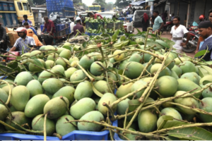 Mangoes to Be Traded by Kilogram, Ending Outdated 'Dhalan' System