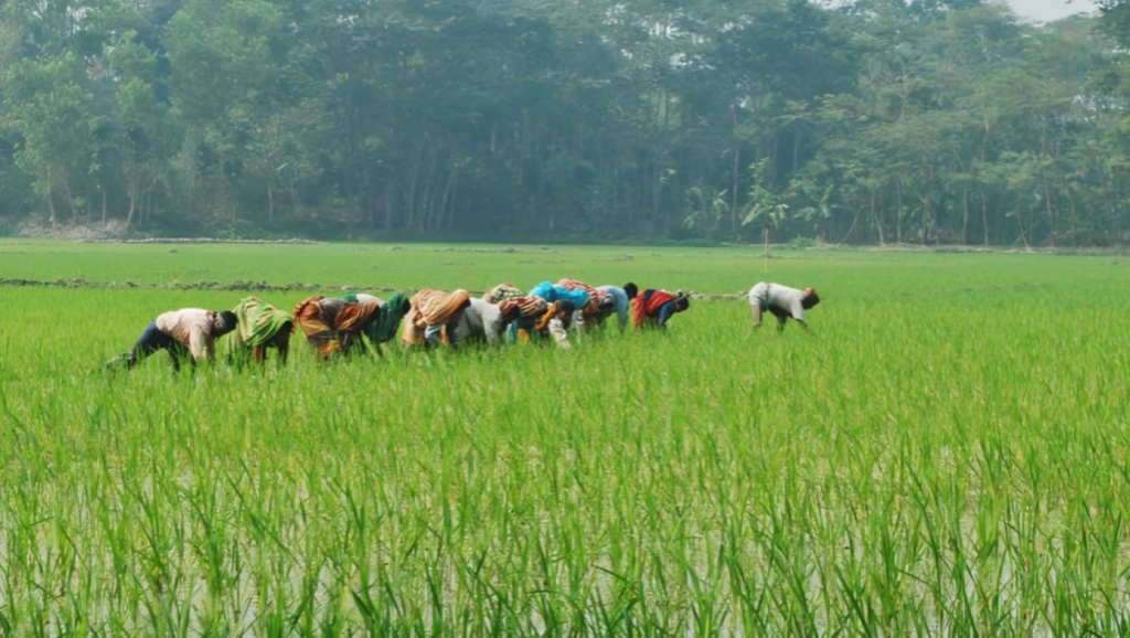 Gaibandha Sets Target to Produce 428616 Tonnes of Aman Rice This Season 1753869111 Gaibandha Sets Target to Produce 428,616 Tonnes of Aman Rice This Season