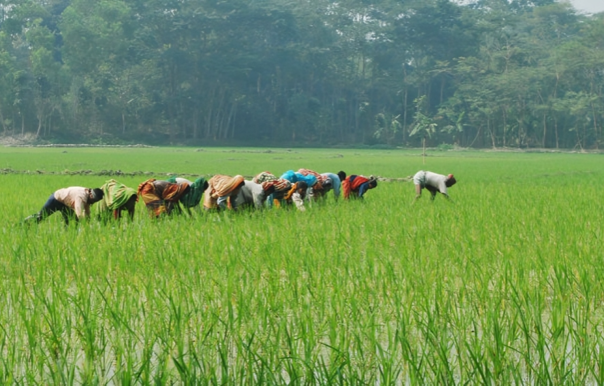 Gaibandha Sets Target to Produce 428,616 Tonnes of Aman Rice This Season