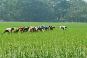 Gaibandha Sets Target to Produce 428,616 Tonnes of Aman Rice This Season