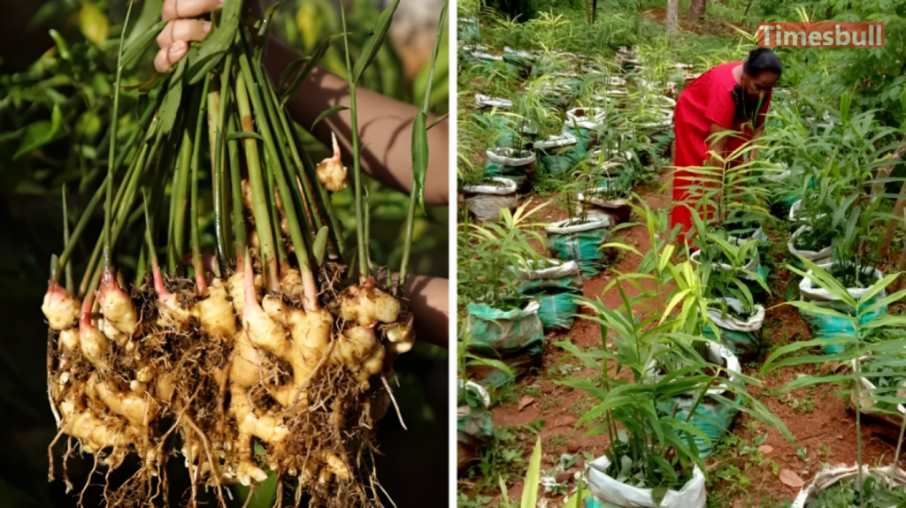 Ginger Bag Farming Opens New Income Avenues for Rajshahi Farmers 1753693585 Ginger Bag Farming Opens New Income Avenues for Rajshahi Farmers