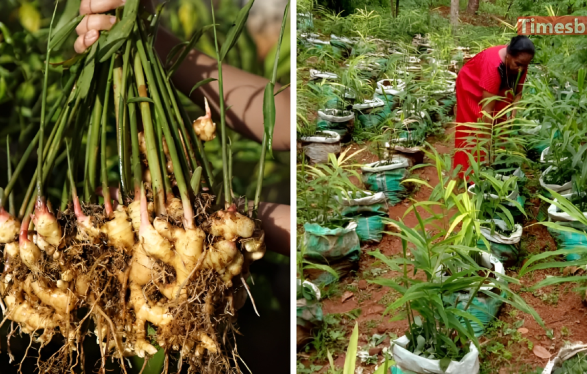 Ginger Bag Farming Opens New Income Avenues for Rajshahi Farmers