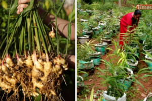 Ginger Bag Farming Opens New Income Avenues for Rajshahi Farmers