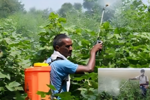 Hazardous Pesticides Threaten Public Health in Rajshahi, Warn Experts