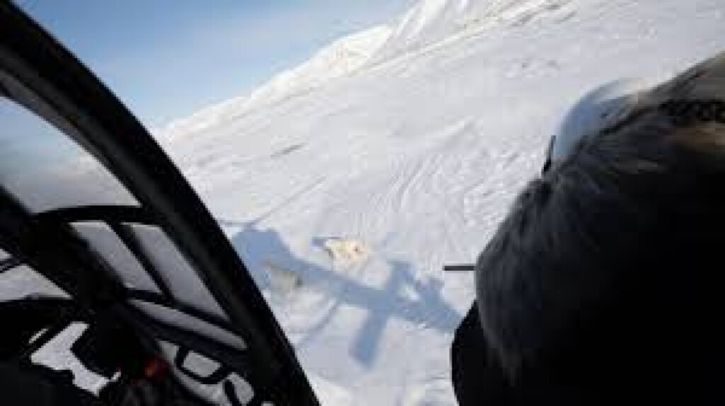 The Eye Opening Science of Close Encounters with Polar Bears 1753167130 The Eye-Opening Science of Close Encounters with Polar Bears