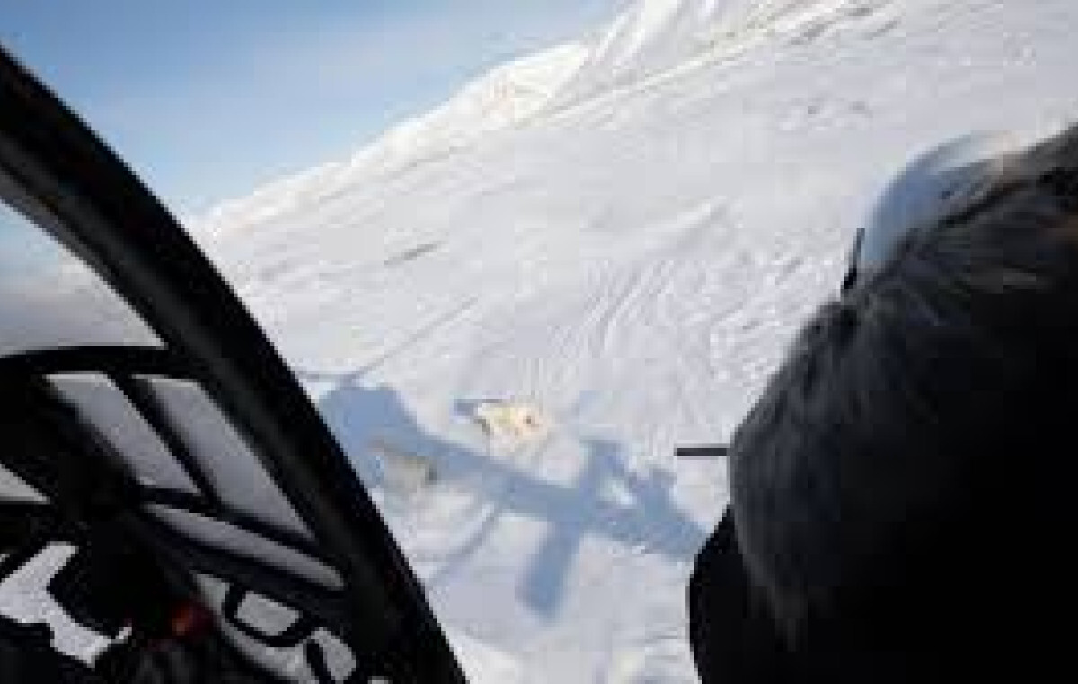 The Eye-Opening Science of Close Encounters with Polar Bears