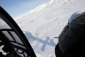 The Eye-Opening Science of Close Encounters with Polar Bears