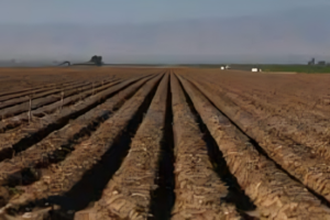 Trump’s Immigration Raids Threaten US Food Supply, Say Farmers