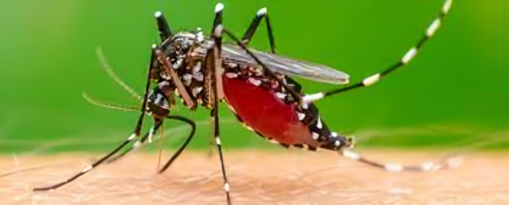 Viral Fevers Spread Nationwide Amid Fears of Dengue and Chikungunya 1753773359 Viral Fevers Spread Nationwide Amid Fears of Dengue and Chikungunya