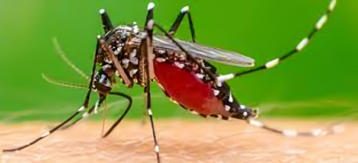 Viral Fevers Spread Nationwide Amid Fears of Dengue and Chikungunya