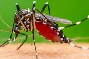 Viral Fevers Spread Nationwide Amid Fears of Dengue and Chikungunya
