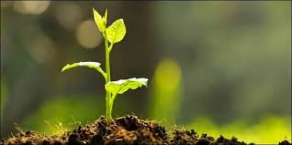 Week-Long Tree Fair and Plantation Drive Begins in Narail 3 Week Long Tree Fair and Plantation Drive Begins in Narail 1753351938 Week-Long Tree Fair and Plantation Drive Begins in Narail