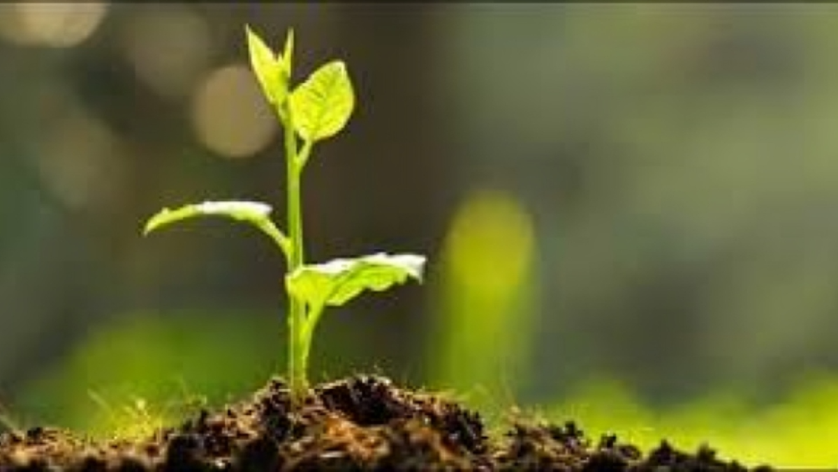 Week-Long Tree Fair and Plantation Drive Begins in Narail