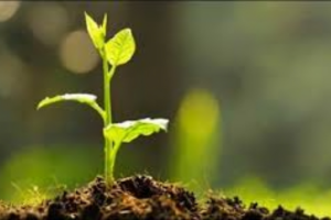 Week-Long Tree Fair and Plantation Drive Begins in Narail