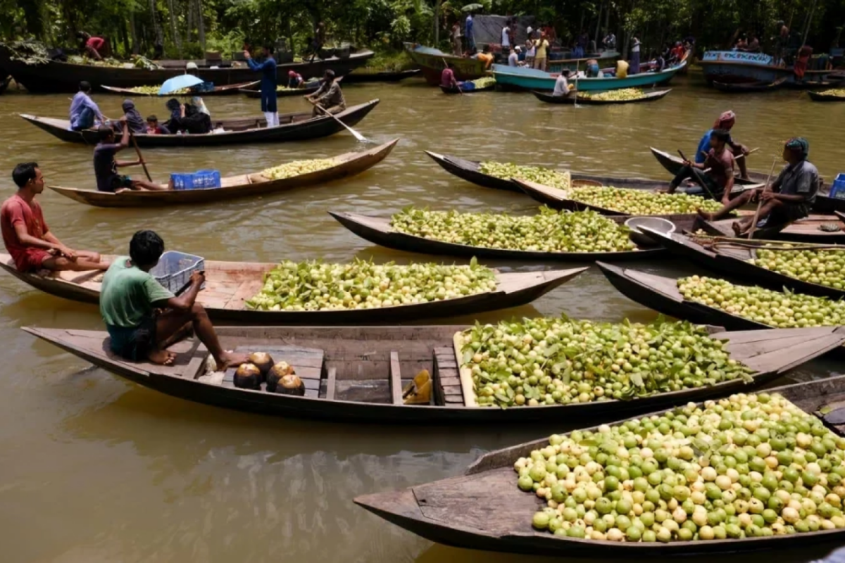 Jhalakathi’s Floating Guava Market Attracts Massive Crowds, Including Foreign Tourists