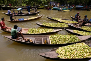 Jhalakathi’s Floating Guava Market Attracts Massive Crowds, Including Foreign Tourists