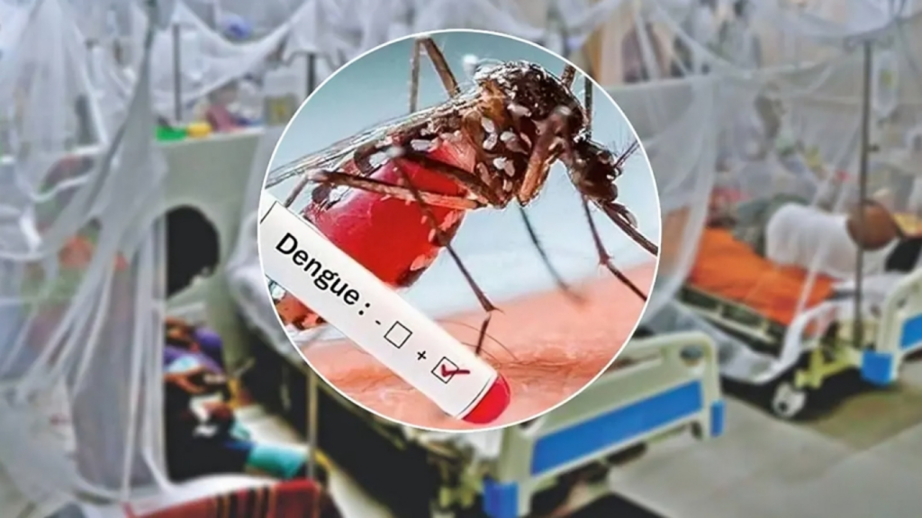202 hospitalised with dengue in a single day 202 Hospitalised with Dengue in a Single Day