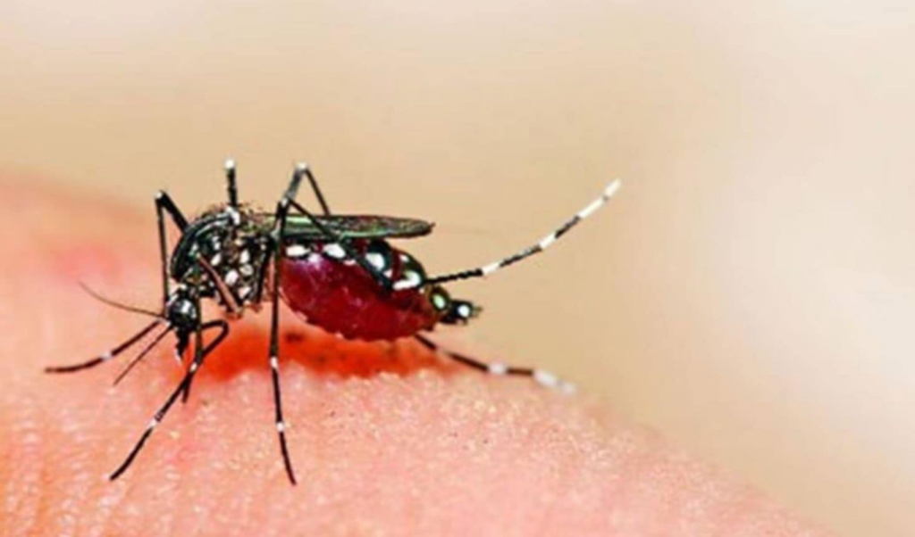 28 new dengue cases reported in a single day 28 New Dengue Cases Reported in a Single Day