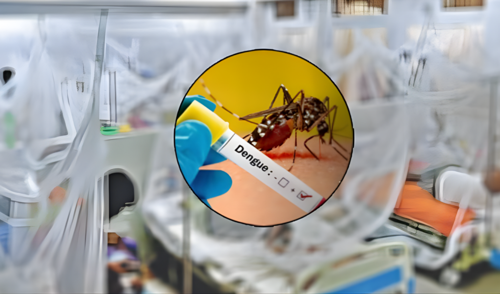 436 new dengue cases in 24 hours no deaths reported 436 New Dengue Cases in 24 Hours, No Deaths Reported