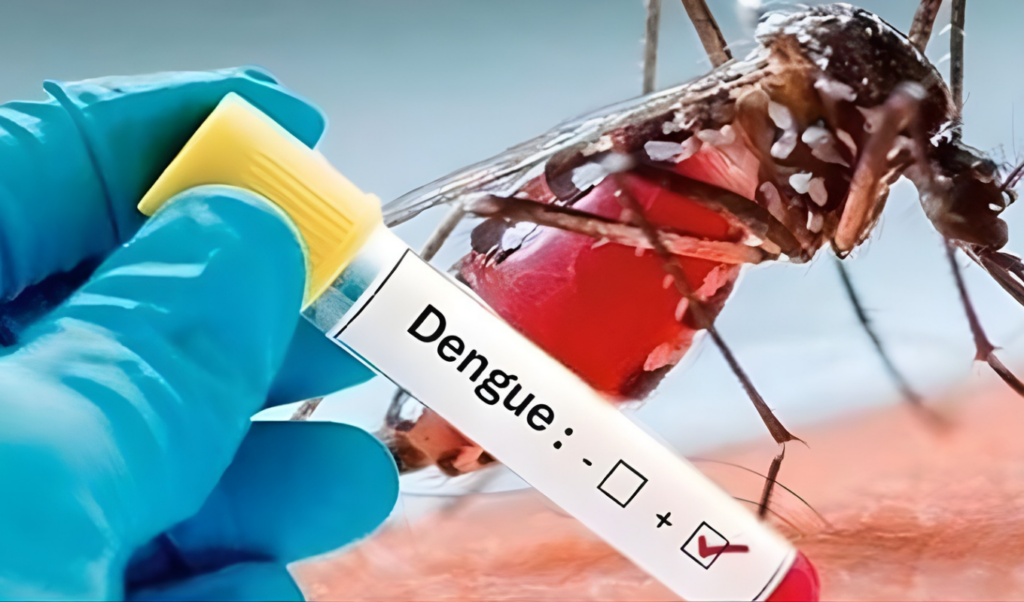 6 more deaths due to dengue 788 admitted to hospitals 6 More Deaths Due to Dengue, 788 Admitted to Hospitals
