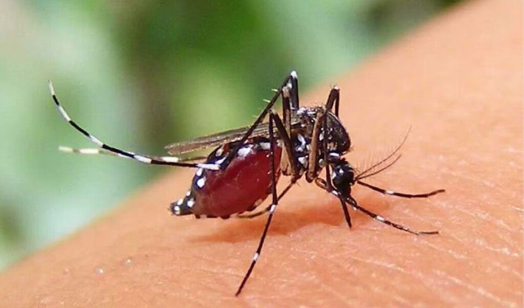 619 new dengue cases and one death reported in 24 hours across bangladesh 619 New Dengue Cases and One Death Reported in 24 Hours Across Bangladesh