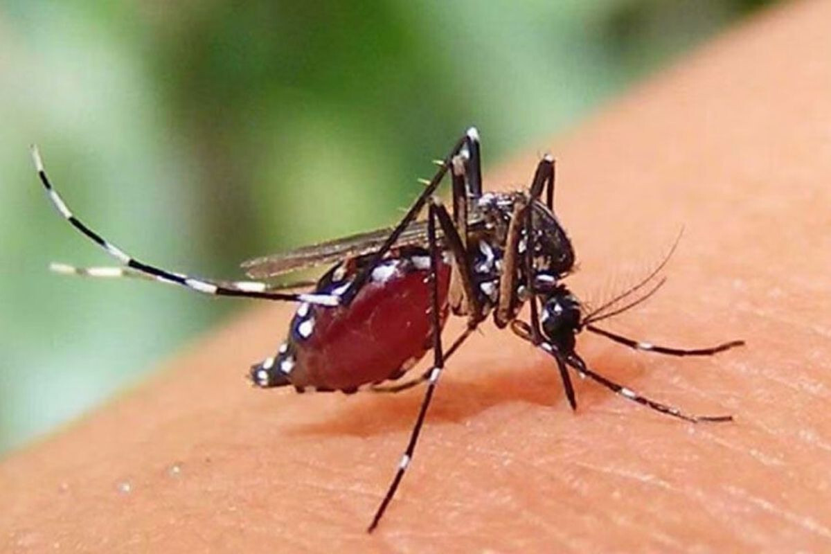619 New Dengue Cases and One Death Reported in 24 Hours Across Bangladesh