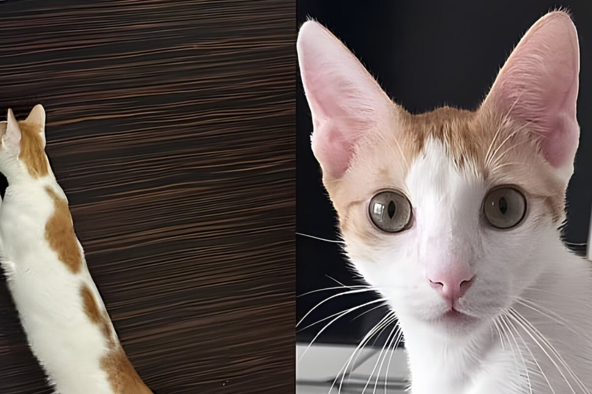 A Hefty Reward Announced in Dubai for Lost Cat Search