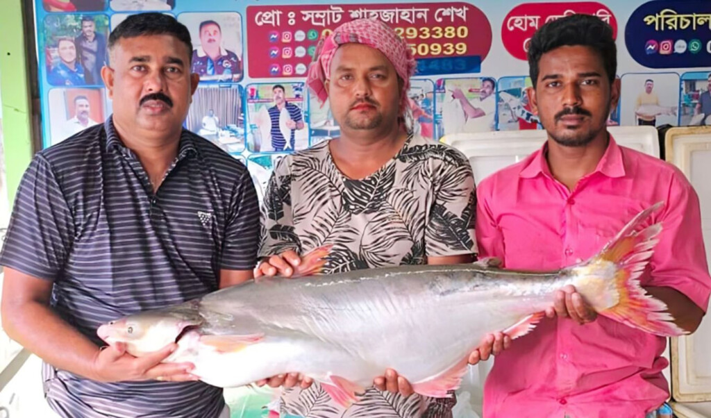 a pangas fish from the padma river sold for 67000 taka A pangas fish from the Padma River sold for 67,000 Taka.