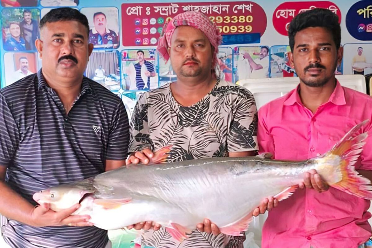 A pangas fish from the Padma River sold for 67,000 Taka.