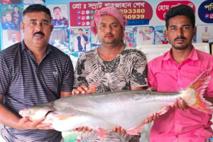 A pangas fish from the Padma River sold for 67,000 Taka.