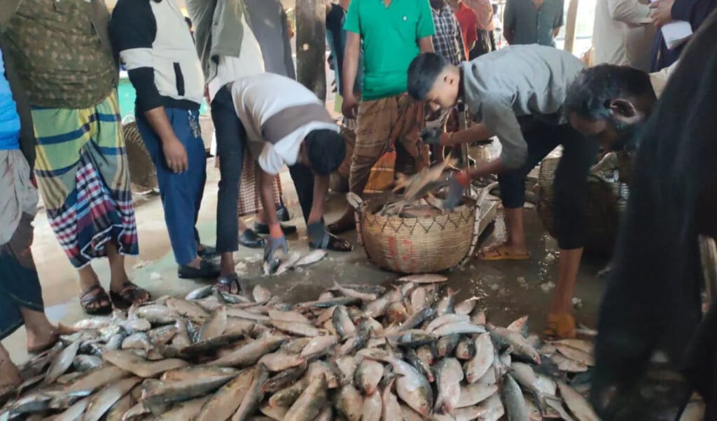 a single haul brings in 200 maunds of hilsa A Single Haul Brings in 200 Maunds of Hilsa