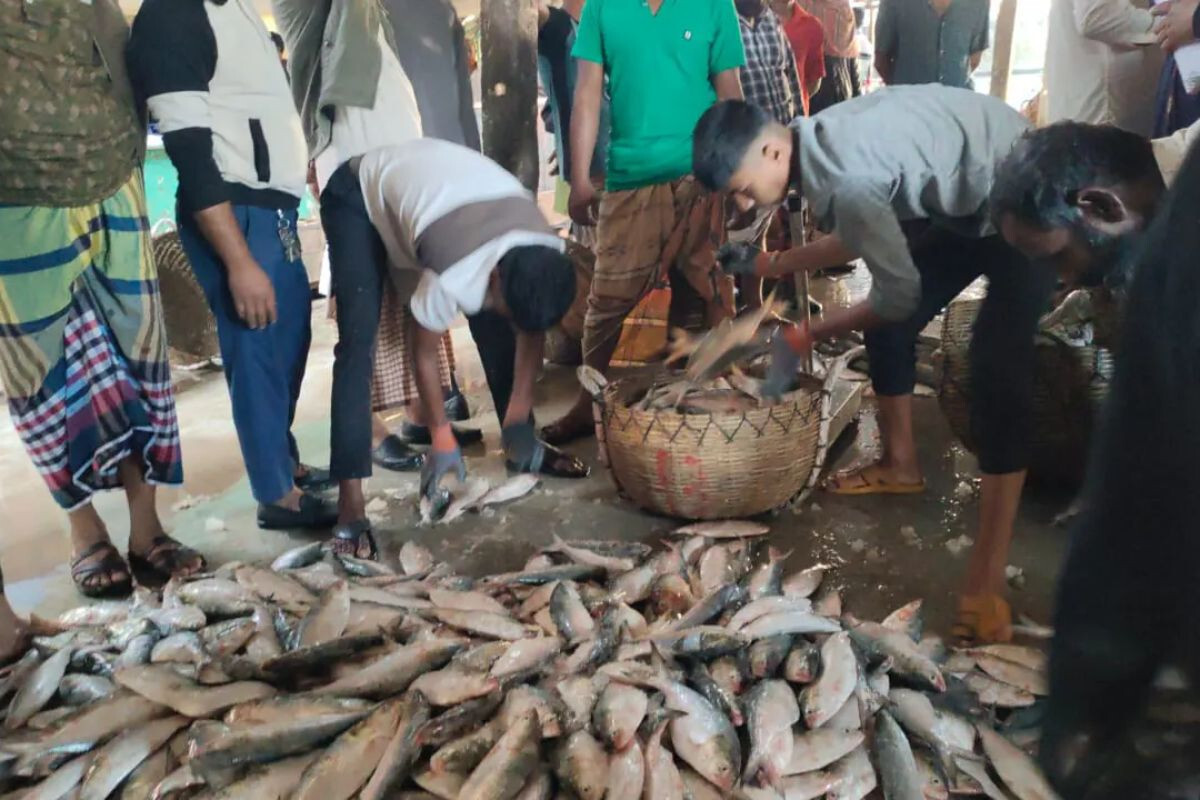A Single Haul Brings in 200 Maunds of Hilsa