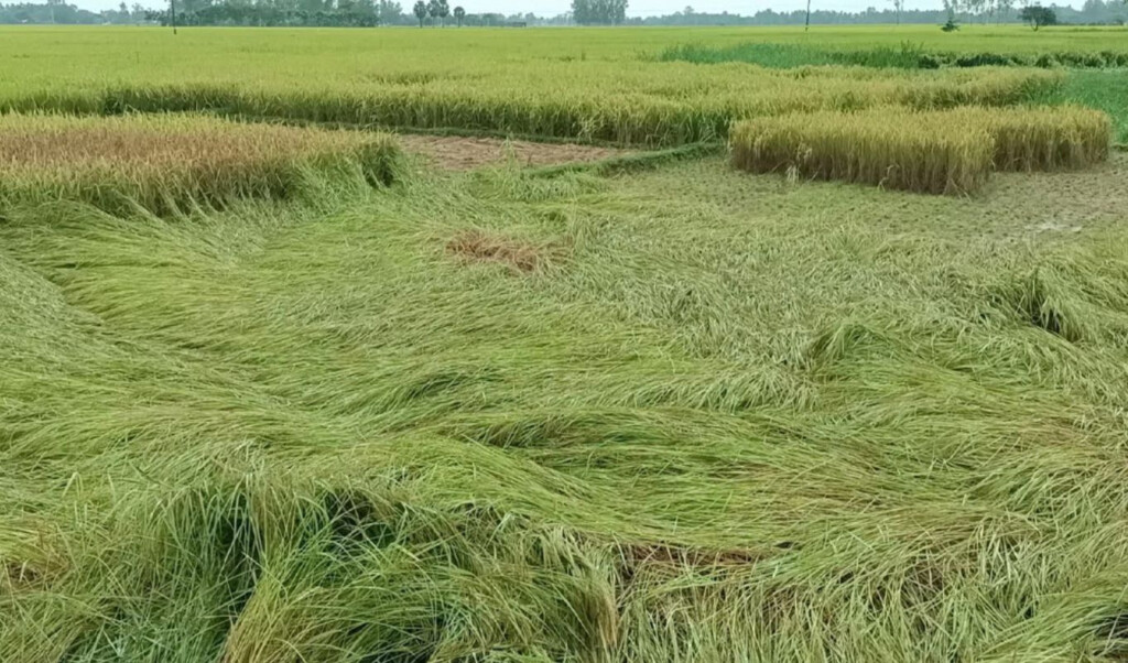 adverse weather damages ripe aman paddy hili farmers in distress Adverse Weather Damages Ripe Aman Paddy, Hili Farmers in Distress
