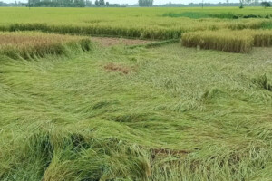 Adverse Weather Damages Ripe Aman Paddy, Hili Farmers in Distress